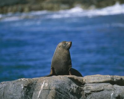 Australia has just 12,000 sea lions left – and ‘carnage’ may await them as bird flu takes hold, scientists warn