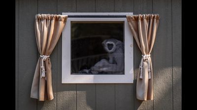 50 years ago, small centre for animals was set up in hills of Santa Clarita Valley, outside Los Angeles, today globally recognized institutions look after rare, endangered gibbons