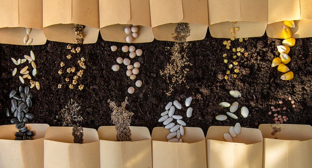 7 Red Flags That An Online Seed Listing May Be A Scam 7-red-flags-that-an-online-seed-listing-may-be-a-scam