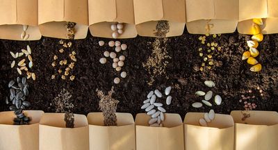 7 Red Flags That an Online Seed Listing May Be a Scam