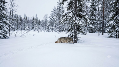 Meet Finley Holz, the Minnesota student who studied 10 years of wolf-tracking data and found deep snow can make wolves move less