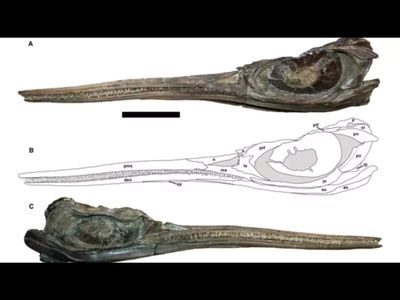 In 2026, scientists uncovered a 1.1-meter pregnant ichthyosaur fossil in China. 247 million years later, at least 11 nearly born foetuses were found inside