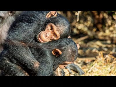 Can chimpanzees and apes remember friends after 25 years? Johns Hopkins University study reveals surprisingly human-like social memory