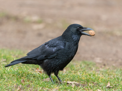 Carrion crows are turning cars into makeshift nutcrackers, placing walnuts in their path at traffic lights and returning for the cracked food: What Japanese researchers found in a new study