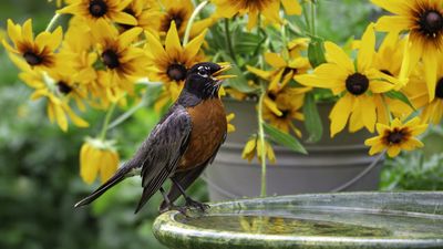 Want More Birds in Your Yard This Fall? Try These 5 Simple Ways to Help