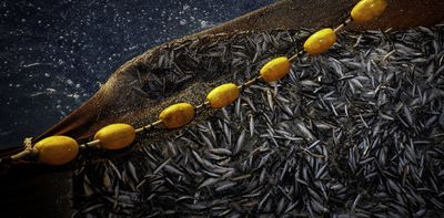 Climate change may halve omega-3 fatty acids in fish and the organisms they eat