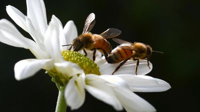 Bee-killing mite second wave raises food security alarm