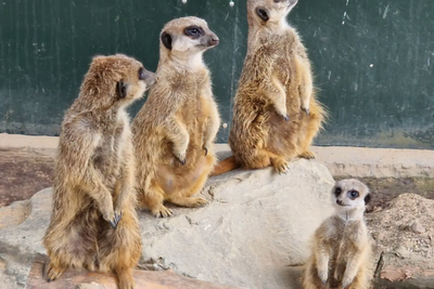Rainstorm Triggers 'Catastrophic' Meerkat Tunnel Collapse at UK Wildlife Park, Leaving Just One Survivor