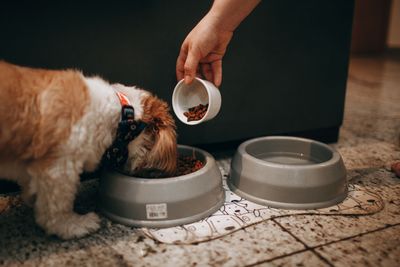 Wisconsin Pet Food Maker Recalls Nearly 5,800 Cases of Canned Dog Food Over Possible Metal Fragments