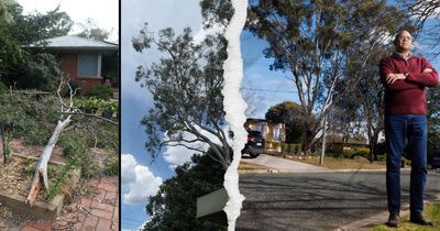'Devoid of emotion': when residents clash with Canberra's tree laws