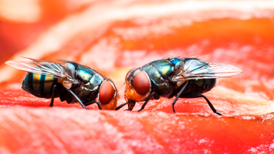 I've got a fly infestation — here's the hack I found to tackle the problem for good