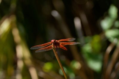 The meaning behind dragonflies as rare swarms spotted in California