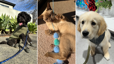 5 Sneaky Spring Hazards Every Pet Parent Needs On Their Radar This Season