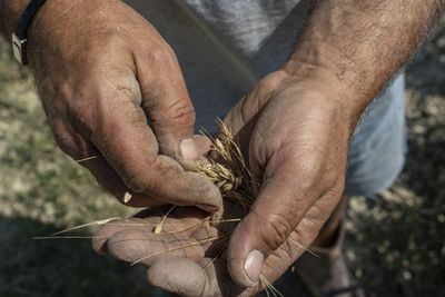 Four firms control more than half of the world's seed supply. Italian farmers are fighting back and returning to the bartering system