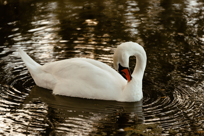 London Railway Halted Again After Swan Turns Up on Track During Rush Hour