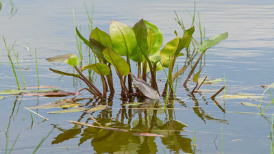 In 2008, Indiana landowner John Bellman bought 104 acres near Bremen; 14 years later, an 8-acre wetland pond and prairie had turned it into a wildlife haven