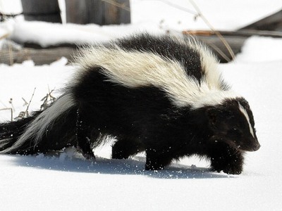 Tired of skunk odor? Colorado State recommends 1 quart of 3% hydrogen peroxide, baking soda, and soap; the mix tackles the animal’s sulfur-alcohol musk
