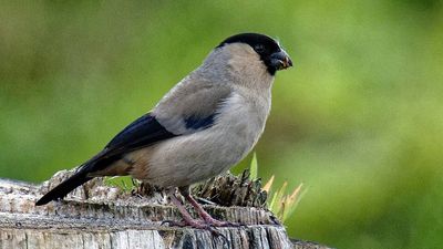 In 1999, the Azores protected forest for the endangered Azores bullfinch; two decades of restoration later, surveys estimated about 1,300 birds in suitable habitat