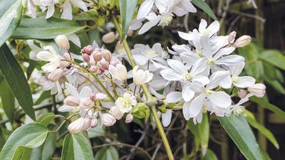 How To Clear Climbing Plants Without Damaging Next Year’s Growth – What and When to Snip