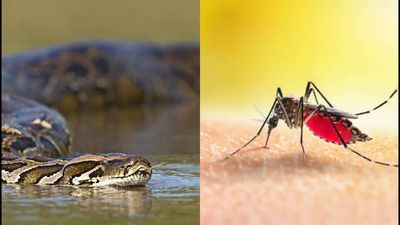 In 2017, Florida scientists tested mosquitoes around Burmese pythons; three mosquito species contained python DNA in their blood meals, suggesting insects could help locate hidden giant snakes