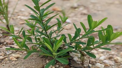 In 1896, North Carolina tested sericea lespedeza as a crop; by the 1930s, officials planted it for erosion control and mine repair across the United States