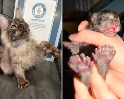 Wisconsin kitten with 29 toes breaks world record for most toes on a cat