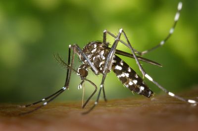 Citrus County Confirms Its First Local Dengue Case, Making Five Florida Counties and the Northernmost This Year