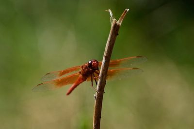 California skies are suddenly swarming with dragonflies — and farmers are thrilled