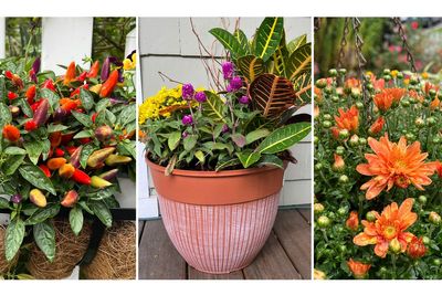Refresh your garden with these vibrant plants and flowers for stunning autumn colors