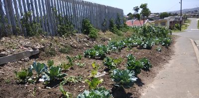 People forage for wild food in public spaces in South African cities – how to plan for this