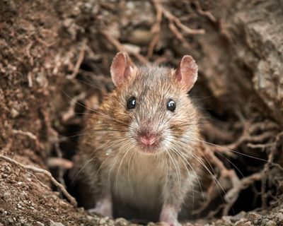 ‘I love rats but we can’t live with them’: the headache of rising rodent populations around the world