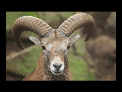 In 1968, Hawaii introduced 8 mouflon sheep for trophy hunting. 36 years later, thousands were threatening native vegetation