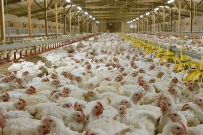 RSPCA reveals ‘secret weapon’ to tackling common cause of food poisoning