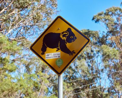 NSW’s koala national park will protect threatened species and cap logging. Could the Greens really block it?