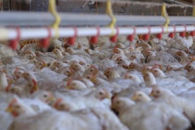 How factory farming is increasing the risk of common food poisoning