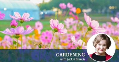 The toughest flowers to plant for a hot, dry Canberra summer