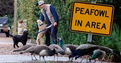 Should the ACT cull the Narrabundah peacocks to stop the spread of bird flu?
