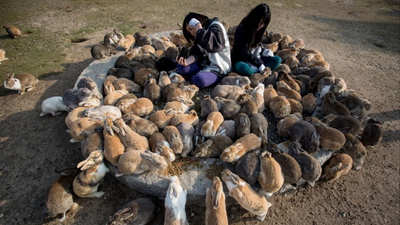 In 1903, rabbits were released on Hawaii’s Laysan Island as a food source; within a decade they had nearly stripped it bare, and three of its five landbird species eventually went extinct