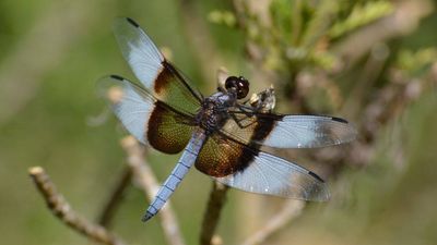 Thousands of dragonflies are suddenly swarming across California, and the insects could help farmers control crop pests naturally
