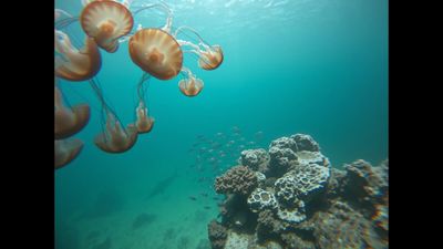 Since 1990s, amount of living heat sensitive coral has gone down shockingly, this indicates warmer ocean which means worse storms, hotter nights