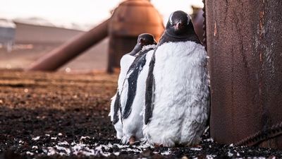 Three gentoo penguins reclaim their place in nature among the ruins of an Antarctic whaling station abandoned in 1931 – photographer captures wildlife returning to the relics of a dark industry