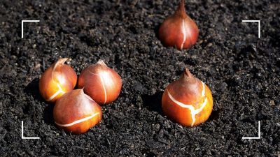 How deep should you plant tulip bulbs? Professional gardeners reveal the best depth for guaranteed blooms