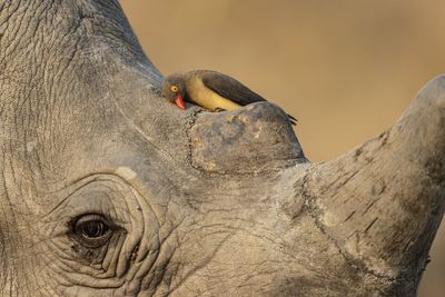 Wildlife Photographer of Year contest reveals preview of winning shots