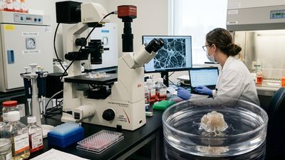 Lab-Grown Human Brain Tissue Survived Five Years and Kept an Internal Record of Every Month It Aged