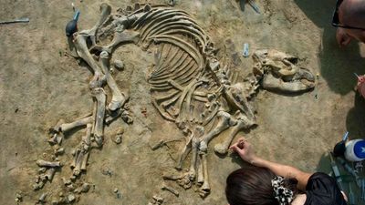 Scientists found a 4-million-year-old baby tapir in Spain, the most complete juvenile skeleton of its kind ever found in Europe