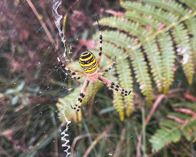 Country diary: A farm that’s a pocket rocket of rewilding – and a success in the face of opposition