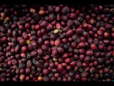 Best coffee will be harder to get as downpours hit Brazil’s trees