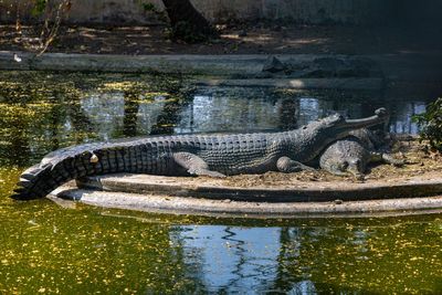 3-Year-Old Boy 'Thrown Into' Crocodile Enclosure Finally Returns Home After Seven Operations