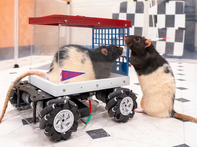 In 2019, rats drove handmade cars at the University of Richmond, steering left, right, or straight to reach Froot Loops in a complex test