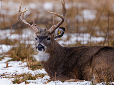 In the mid-1920s, William R. Angell brought nine white-tailed deer to North Manitou Island for hunting; by the early 1980s, the herd was estimated at 2,000